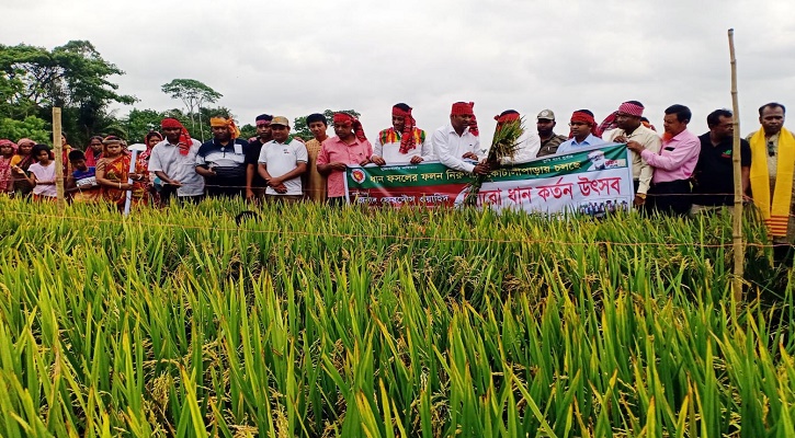 বঙ্গবন্ধু ১০০জাতের ধানের বাম্পার ফলন 