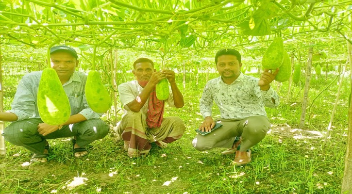 শাহজাদপুরে আগাম লাউ চাষের হিড়িক