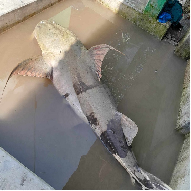 তেঁতুলিয়ায় ধরা পড়লো ৩৭ কেজি ওজনের বাঘাইর