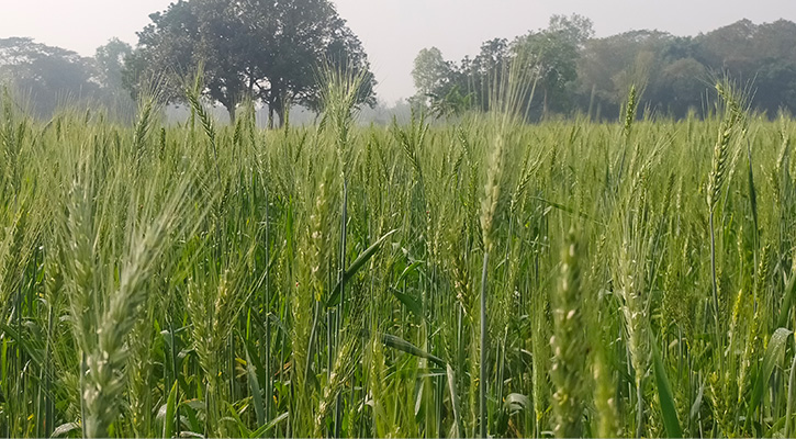কাঁচা গমের শীষে দুলছে কৃষকের স্বপ্ন