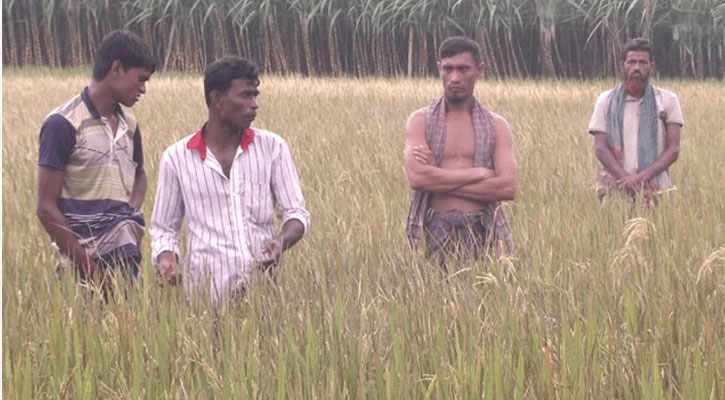 মাত্রাতিরিক্ত রাসায়নিক সার ও কীটনাশক মাটির স্বাস্থ্য নষ্টের অন্যতম কারণ