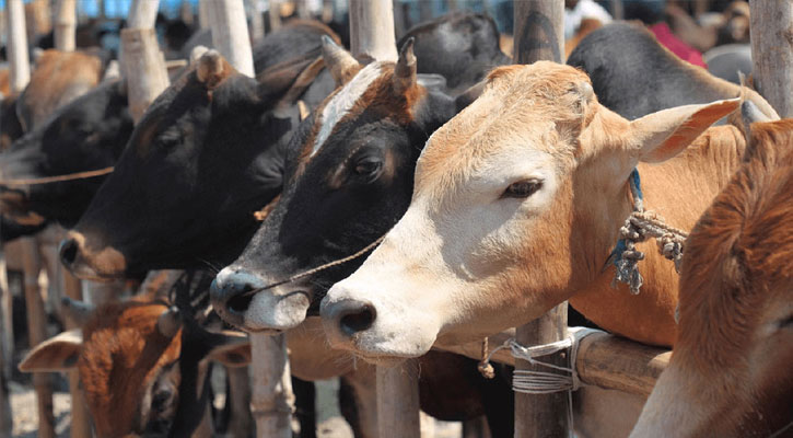 ১ কোটি ৪ লাখ ৮ হাজার গবাদিপশু কোরবানি হয়েছে