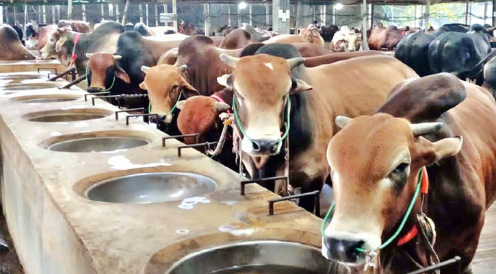রাজধানীতে শুরু হয়েছে কোরবানির পশু বিক্রি