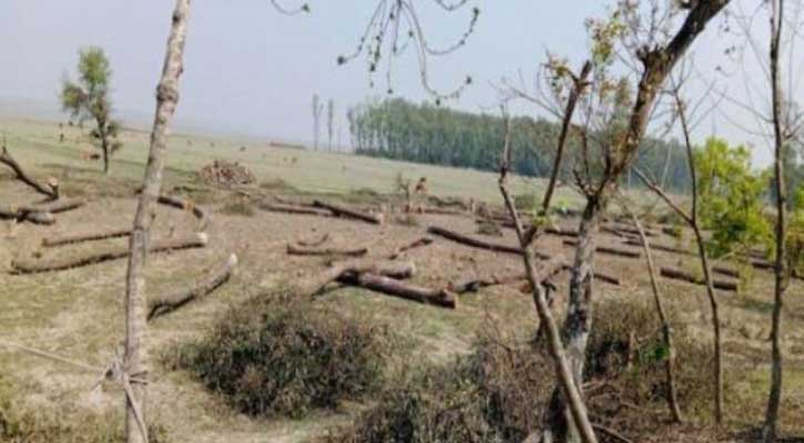 মনপুরায় বেড়িবাঁধ নির্মাণে সংরক্ষিত বনাঞ্চল ধ্বংস