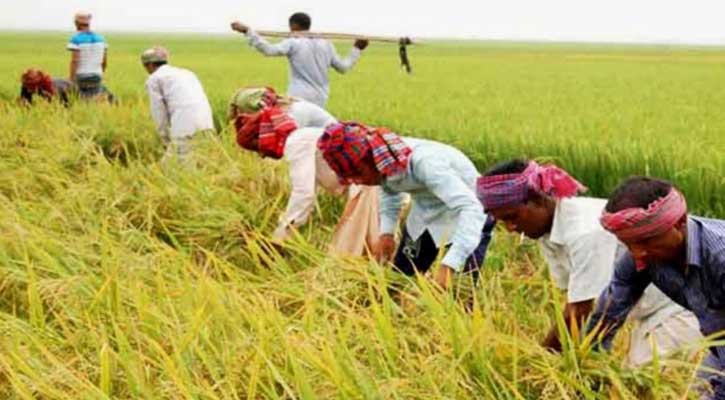সিলেটজুড়ে কৃষকদের শঙ্কা: বোরো ধানে লক্ষ্যমাত্রা অর্জন অনিশ্চিত