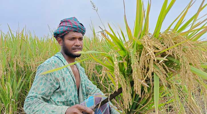 জীবননগরে বোরো ধানের বাম্পার ফলনে কৃষকের মুখে হাসি