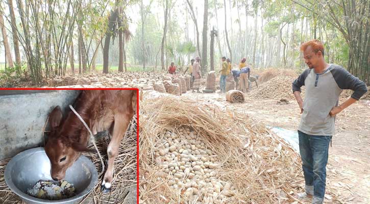 কৃষকের ঘরে ঘরে আলুর স্তূপ, বাজারে আলুর দাম না থাকায় খাওয়ানো হচ্ছে গরুকে