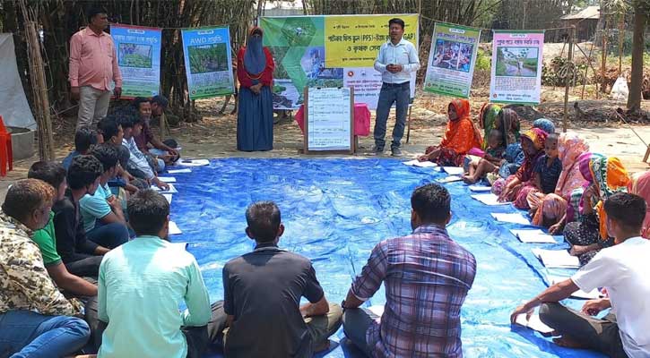 পীরগঞ্জে কৃষি উৎপাদন বৃদ্ধিতে পার্টনার ফিল্ড স্কুল