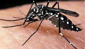সারা দেশে ডেঙ্গুতে ১০ জনের মৃত্যু