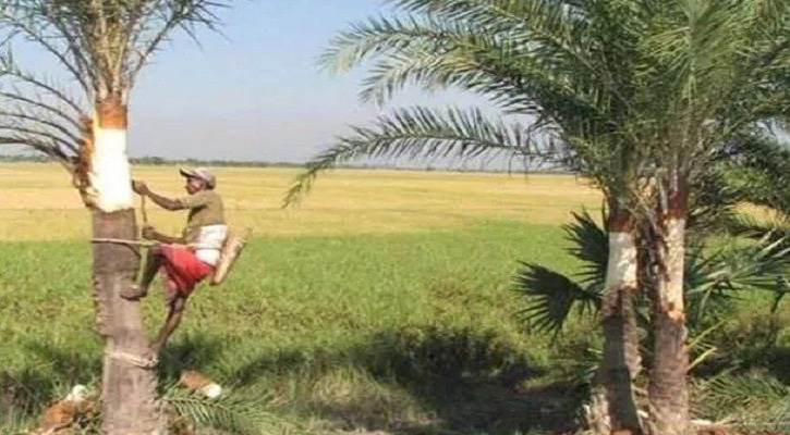 নড়াইলের গাছিরা ব্যস্ত সময় পার করছে খেজুর গাছ কাটায়