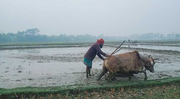 বোরো মৌসুমে ব্যস্ত ভূরুঙ্গামারীর চাষিরা, কনকনে ঠান্ডার মাঝেও মাঠে প্রাণচাঞ্চল্য