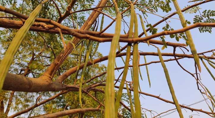 সজনে ডাটার ফলনে খুশি চাঁপাইনবাবগঞ্জের কৃষক