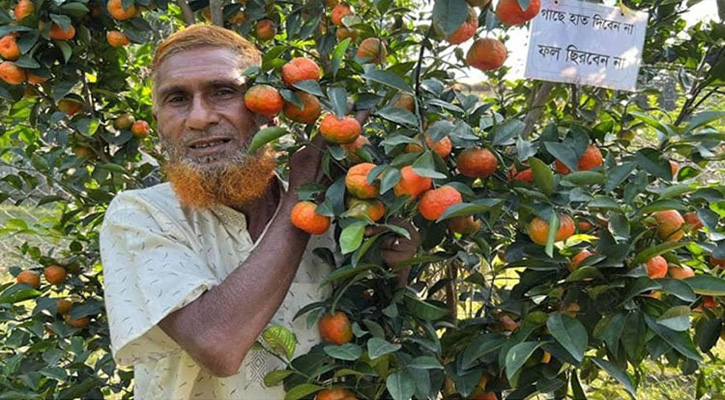 কমলা চাষে সফলতার স্বপ্ন দেখছেন আব্দুল আজিজ