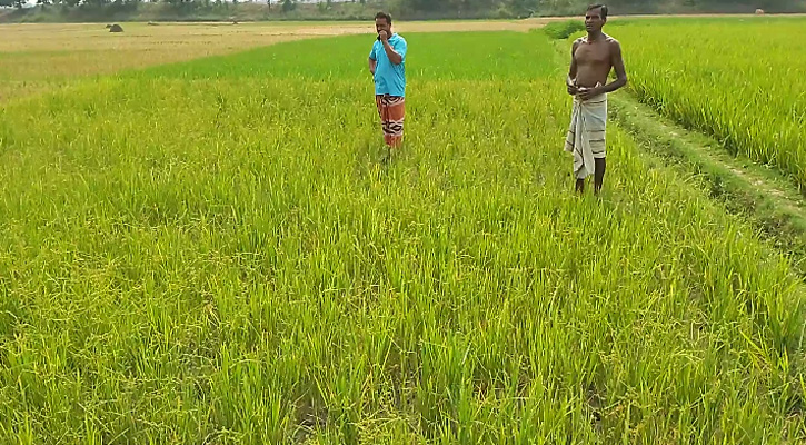 তানোরে গভীর নলকূপ অপারেটরের বিরুদ্ধে সেচ না দিয়ে বোরো ধান মেরে ফেলার অভিযোগ