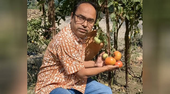 বাকৃবির গবেষণায় উদ্ভাবিত নতুন টমেটো জাত