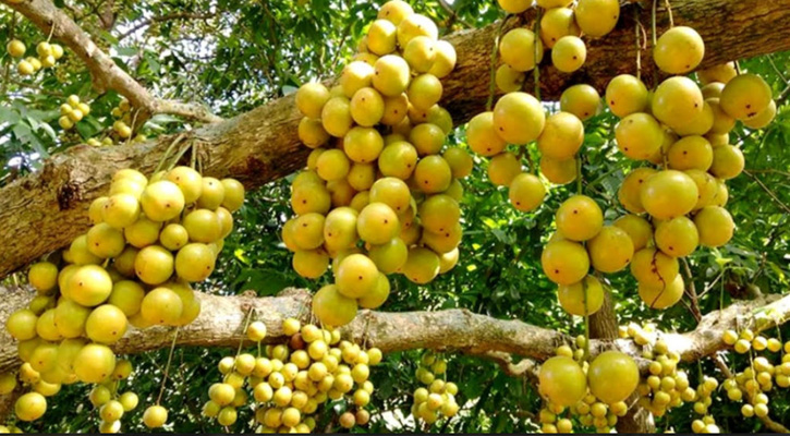 নরসিংদীর লটকন পেল এবার জিআই পণ্যের মর্যাদা
