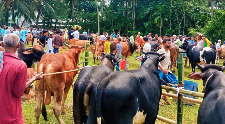 কাউখালীতে শেষ মুহূর্তে জমে উঠেছে গরুর হাট