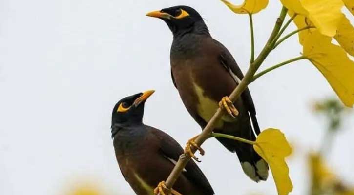 গ্রাম অঞ্চল থেকে হারিয়ে যাচ্ছে শালিক পাখি