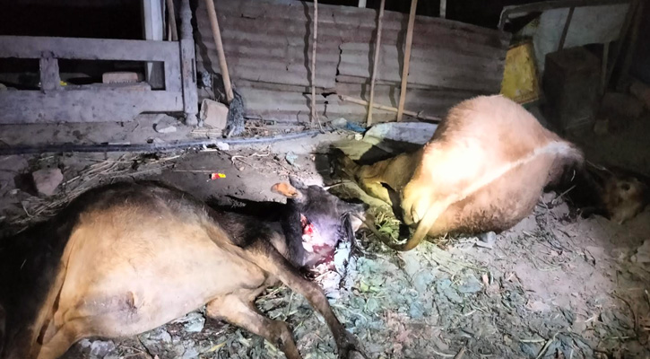 শ্রীমঙ্গলে বিষ প্রয়োগে  খামারের ৮ গরুর মৃত্যুর অভিযোগ