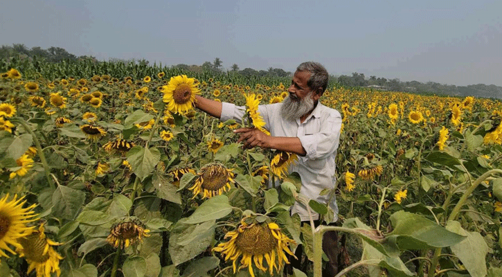 লালপুরে চরের বুকে সূর্যমূখী চাষ সফলতার স্বপ্ন গুনছে বাবা ছেলে