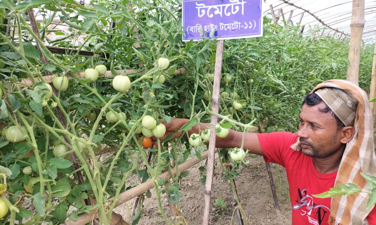 গোপালগঞ্জে গ্রীস্মকালীন টমেটোর বাম্পার ফলন