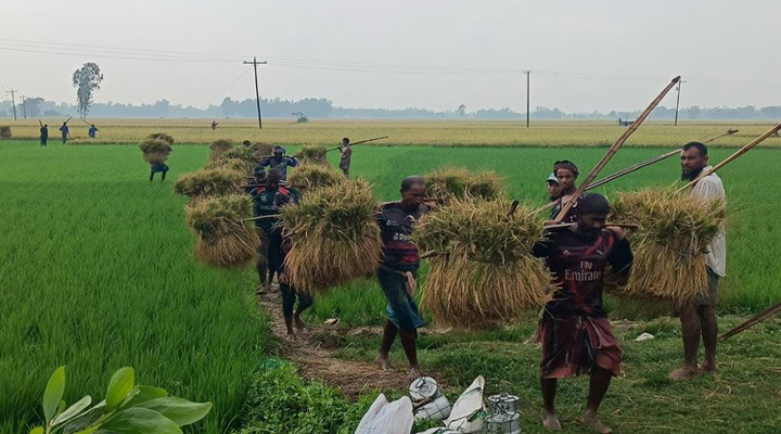 এক জমিতে বছরে ৩ বার ধান চাষ