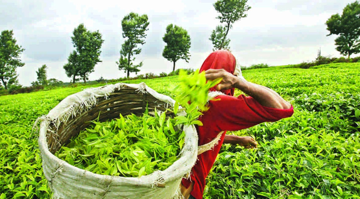 চা শিল্পে সাফল্যের গল্প, শ্রমিকের জীবনে বঞ্চনার ছাপ