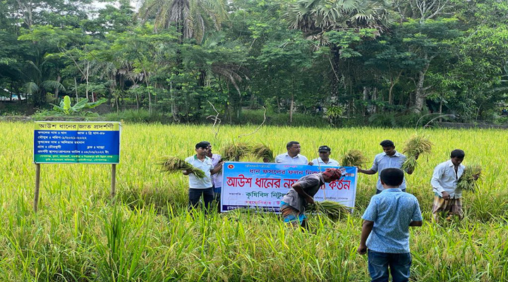 গোপালগঞ্জে আউশের বাম্পার ফলন