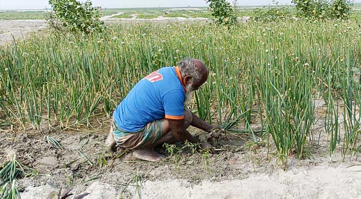 কুড়িগ্রামের চঞ্চলের পেঁয়াজের বাম্পার ফলনে কৃষকের মুখে হাসি 