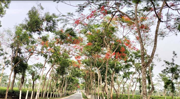 শ্রীমঙ্গলে কৃষ্ণচূড়া-সোনালুর রঙে নতুন রূপে সেজেছে প্রকৃতি