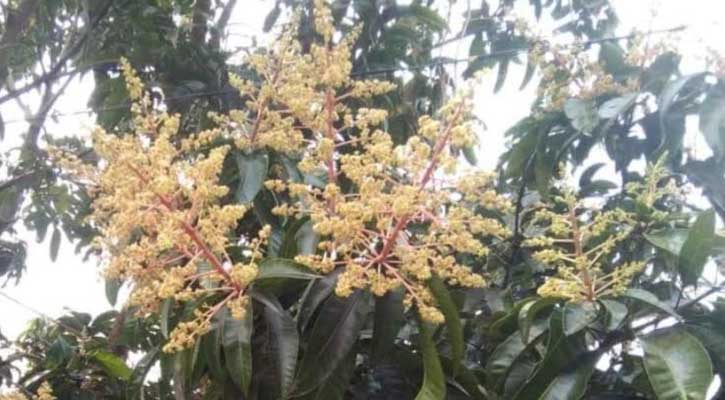 তানোরে উঁকি দিতে শুরু করেছে আমের সোনালী মুকুল