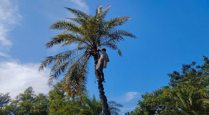 ব্যস্ত সময় পার করছে গাছিরা