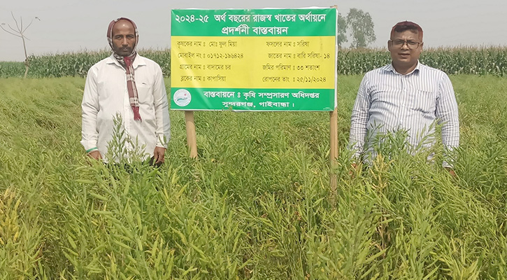 চরে সরিষার ভাল ফলনে খুশি সুন্দরগঞ্জের কৃষকরা