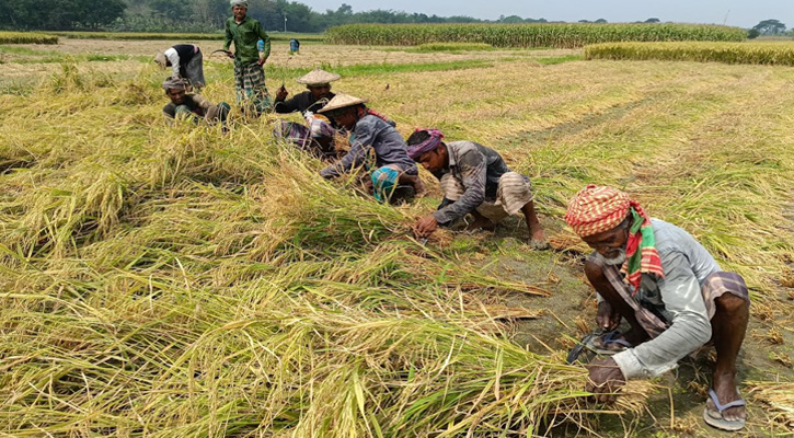 জীবননগরে বরো ধান কাটার মহোৎসব শুরু: শ্রমিক সংকটে দুশ্চিন্তায় চাষিরা