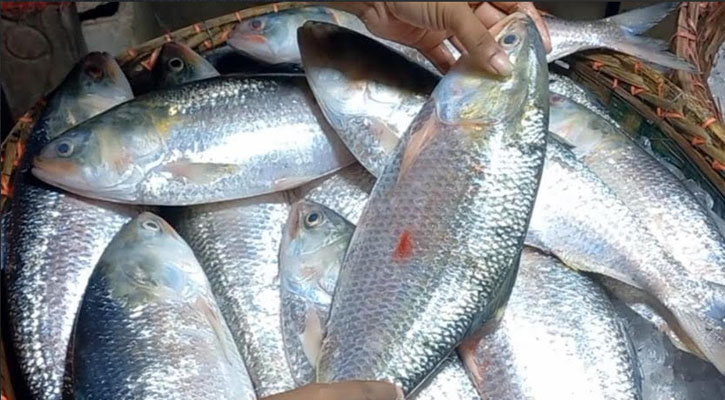 চাঁদপুরে ইলিশের দাম আকাশছোঁয়া, কেজি ৩ হাজার টাকা, অতিষ্ঠ সাধারণ ক্রেতারা