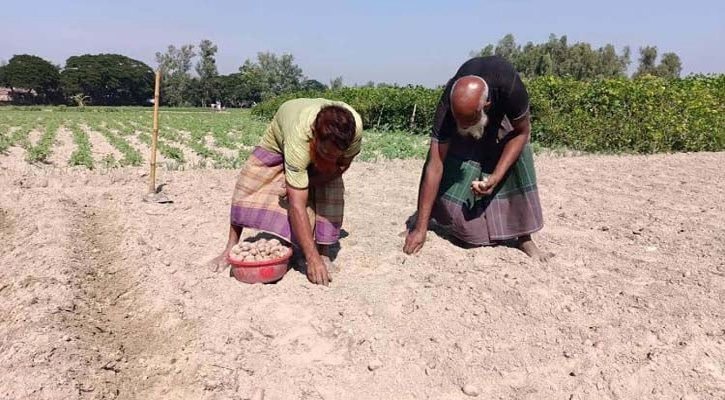 বগুড়ায় আলু উৎপাদনের লক্ষ্যমাত্রা নির্ধারণ