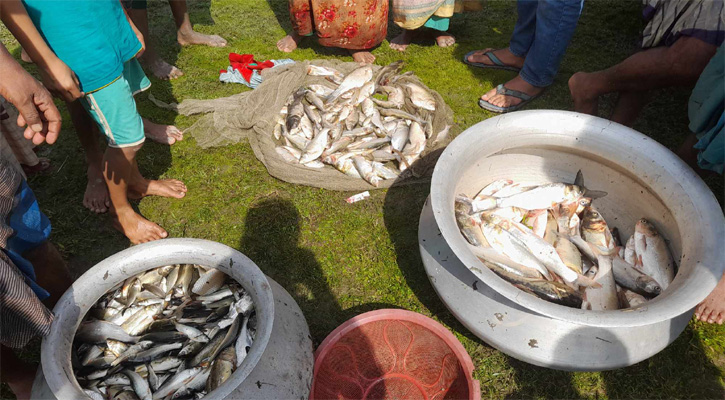 পুকুরের পানিতে বিষ; ৫০ মণ মাছ নিধন