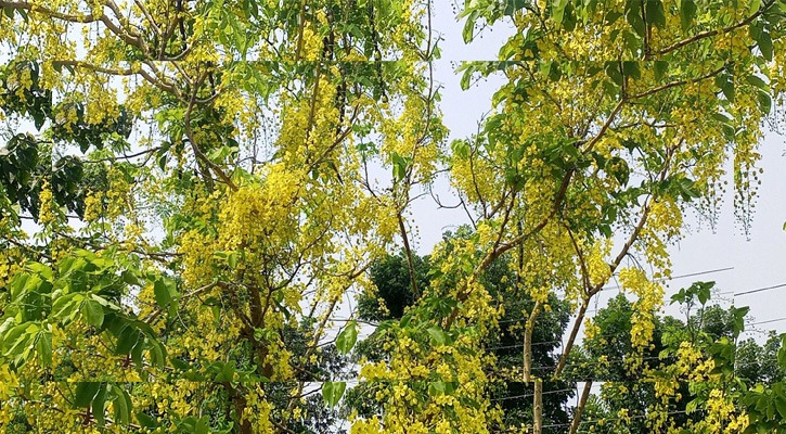প্রকৃতিতে শোভা ছড়াচ্ছে সোনালু ফুল