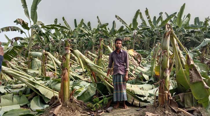 কোটচাঁদপুরে ১০৩ টি কলা গাছ কেটে সাবাড় করেছে দূর্বৃত্তরা