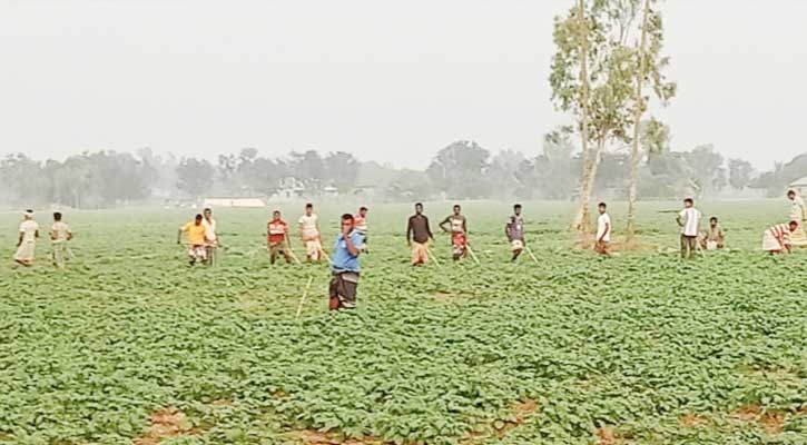 তানোরে আলুর পরিচর্যায় ব্যস্ত কৃষকরা