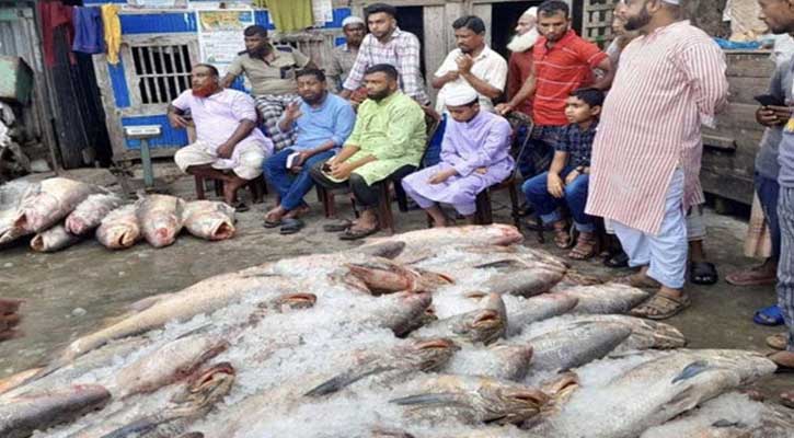 ১৪ দিনের ব্যবধানে আবারো ইন্দুরকানীর সেই জেলের জালে ধরা পড়ল ২৫ লাখ টাকার লাক্ষা মাছ