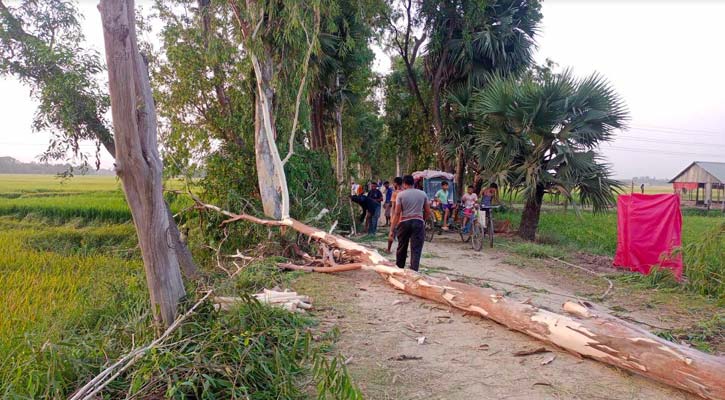 বগুড়ায় তীব্র দাবদাহের মধ্যেই গাছ কেটে সাবাড় করছে বন বিভাগ