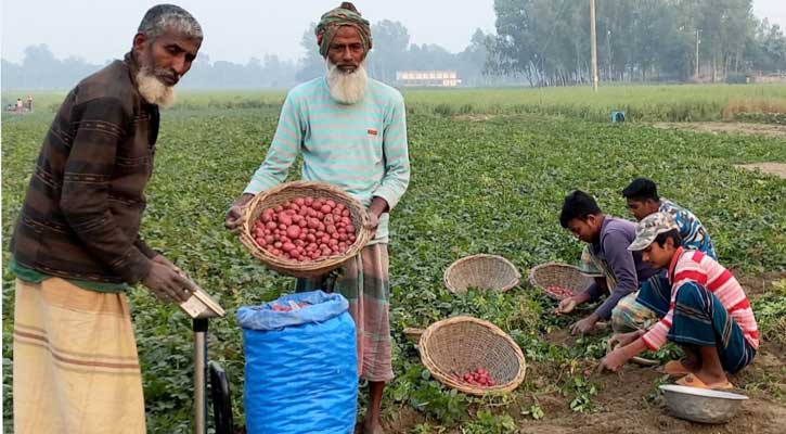 উল্লাপাড়ায় মাঠেই বেচা হচ্ছে আলু ,  ভালো ফলন আর দামে কৃষক খুশী