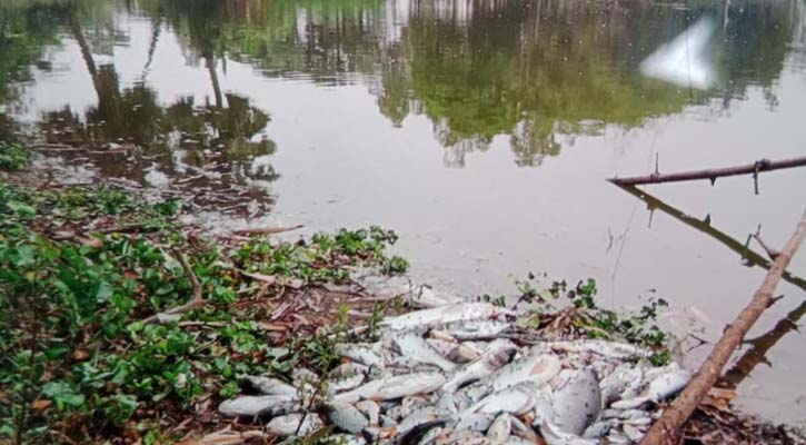 পুকুরে বিষ প্রয়োগ, থানায় অভিযোগ