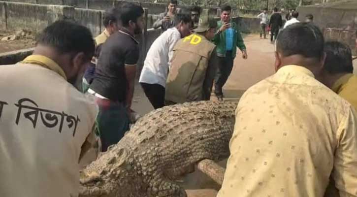 নাটোরের নীলগাই সাফারি পার্কে, দুই কুমিরের মারামারিতে এক কুমির আহত