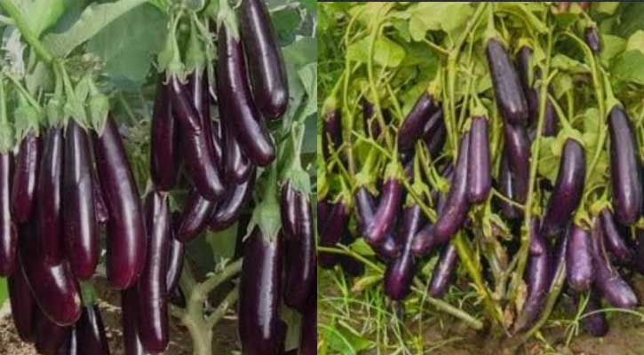 ধনবাড়ীতে বেগুনের ফলন ও দাম ভালো হওয়ায় কৃষকের মুখে হাসি