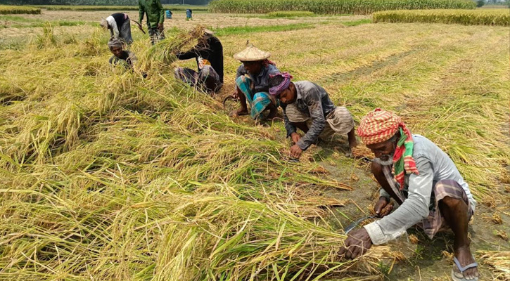 জীবননগরে বোরো ধান কাটার শ্রমিক সংকটে দুশ্চিন্তায় চাষিরা