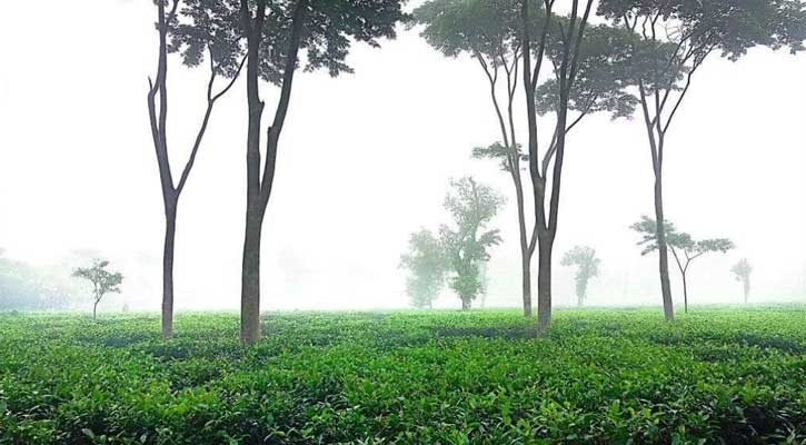 শ্রীমঙ্গলে তাপমাত্রা নামলো ৮ ডিগ্রিতে