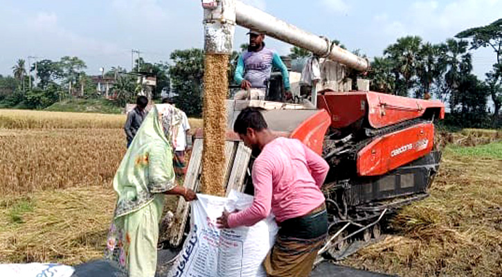 কম্বাইন হারভেস্টার দিয়ে ধান কাটছেন কৃষকরা