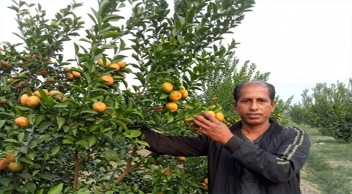 সমতলে কমলা চাষে সফল জাকির আহমেদ